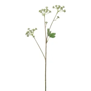 Angelica
