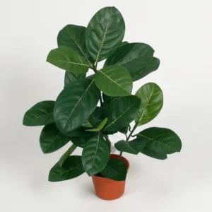 Artocarpus