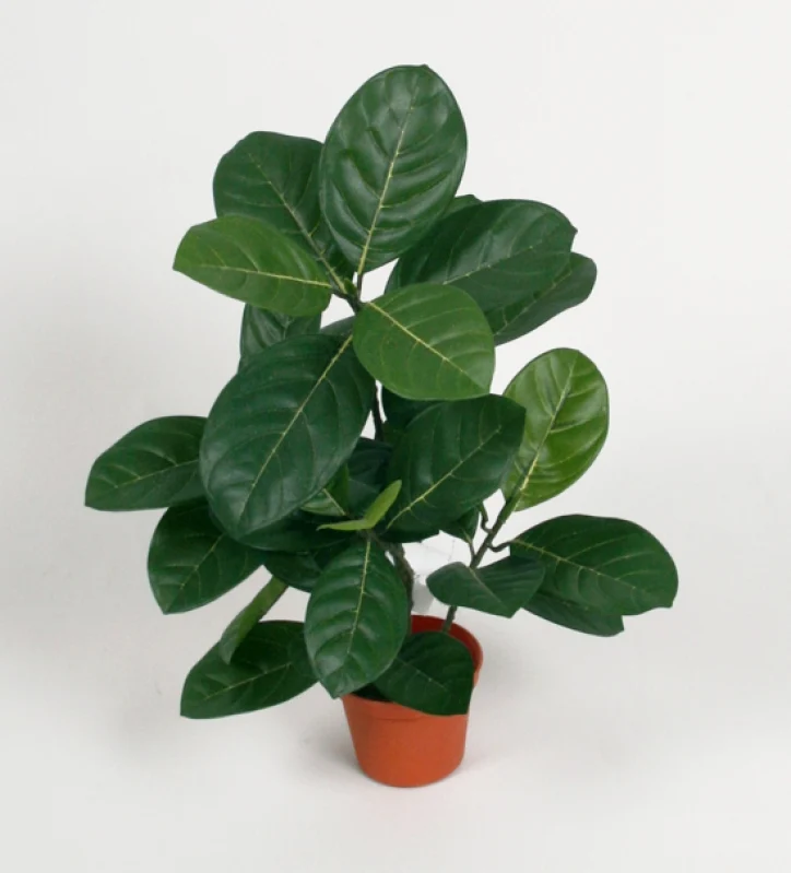 Artocarpus