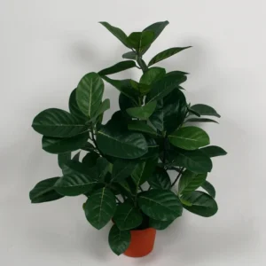 Artocarpus integer 56 cm