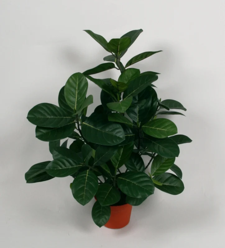 Artocarpus integer 56 cm