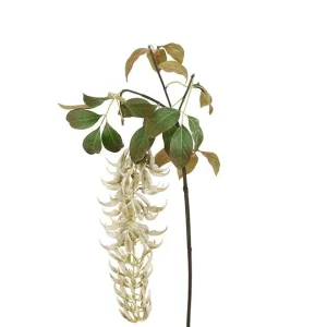 Astilbe