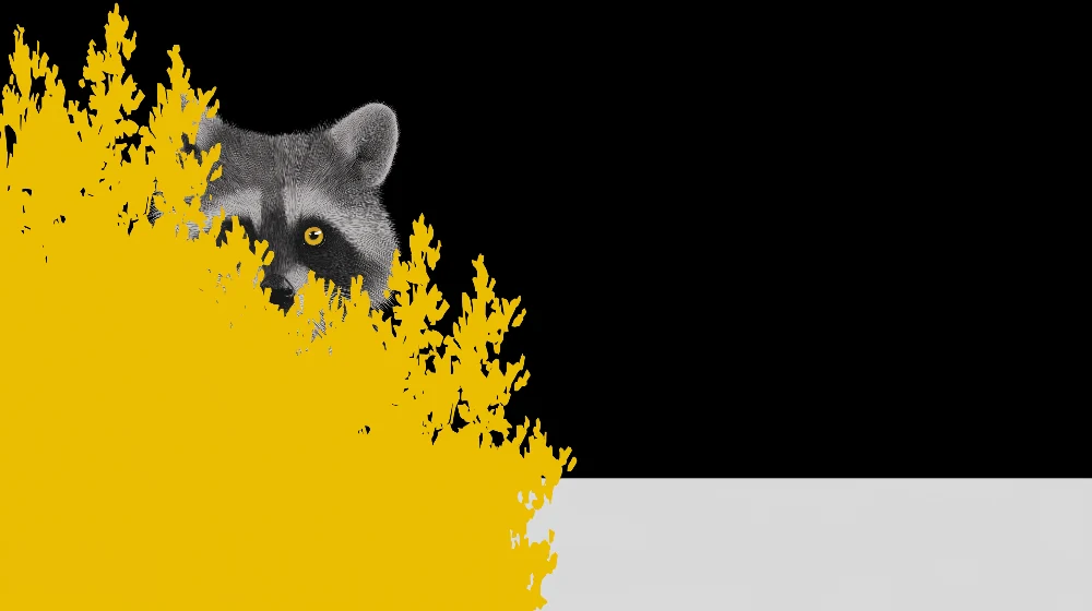 Barnetapet | Nysgjerrig vaskebjørn bak et livlig gult løvverk