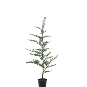 Ceder tre i potte 150 cm