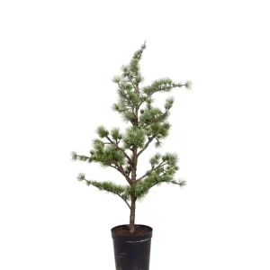 Ceder tre i potte 80 cm