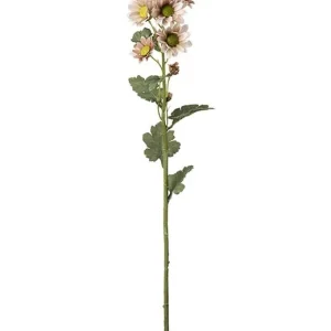 Chrysantimum