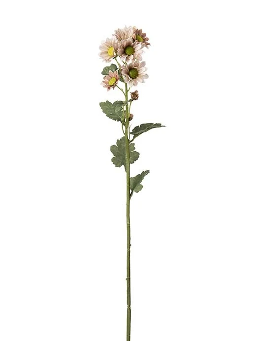 Chrysantimum
