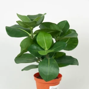 Clusia 30 cm