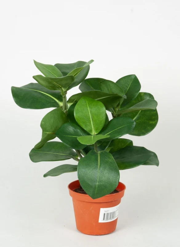 Clusia 30 cm