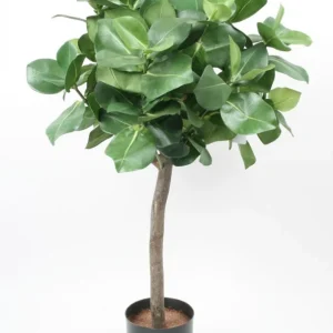 Clusia 80 cm