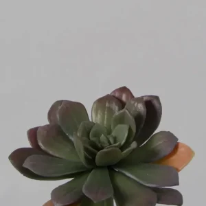 Echeveria