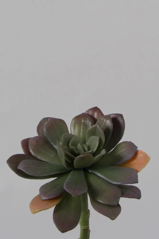 Echeveria