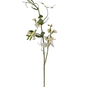 Erteblomst