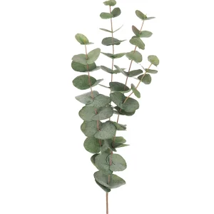 Eucalyptus 60 cm