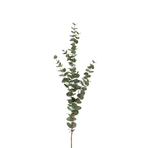 Eucalytus 120cm