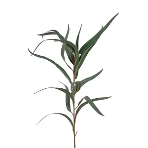 Eukalyptus