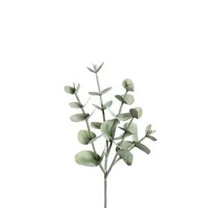 Eukalyptus 24 cm