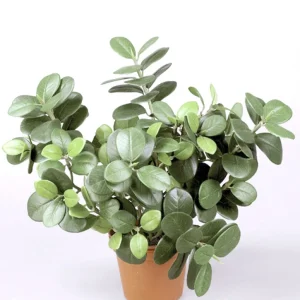 Ficus Panda