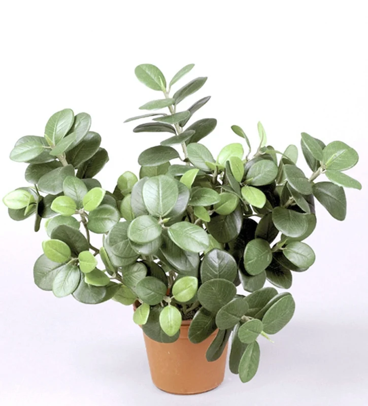 Ficus Panda