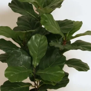 Fiddle Leaf 65cm