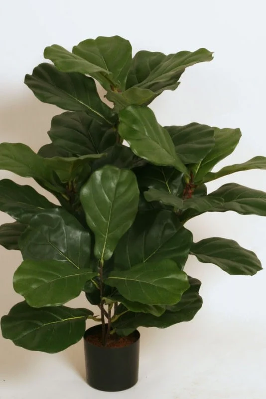 Fiddle Leaf 65cm