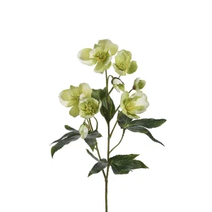 Julerose
