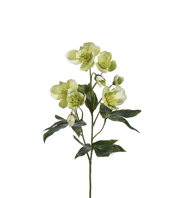 Julerose