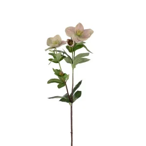 Julerose