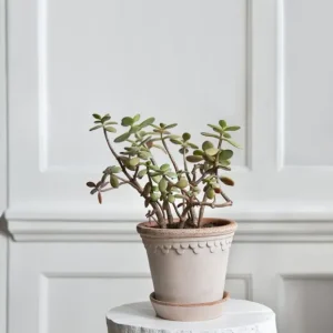 Københavner Raw rosa 14