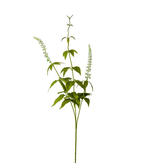 Lavendel