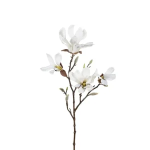 Magnolia 50 cm