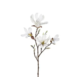 Magnolia 50 cm