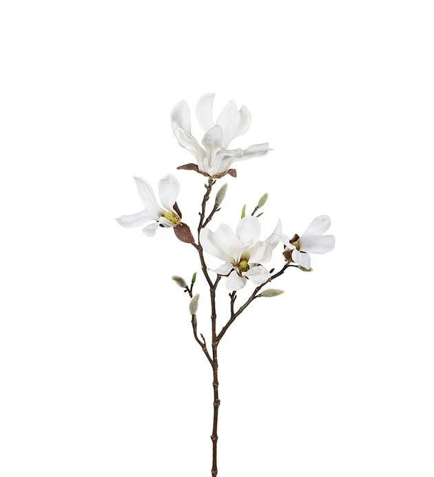 Magnolia 50 cm