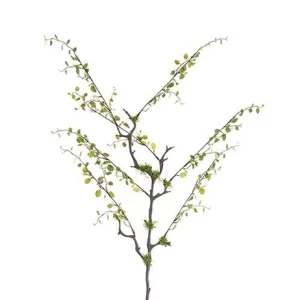 Muenhlenbeckia