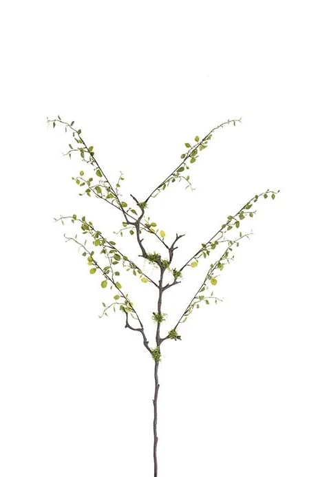 Muenhlenbeckia