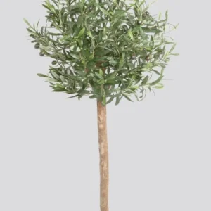 Olive 80