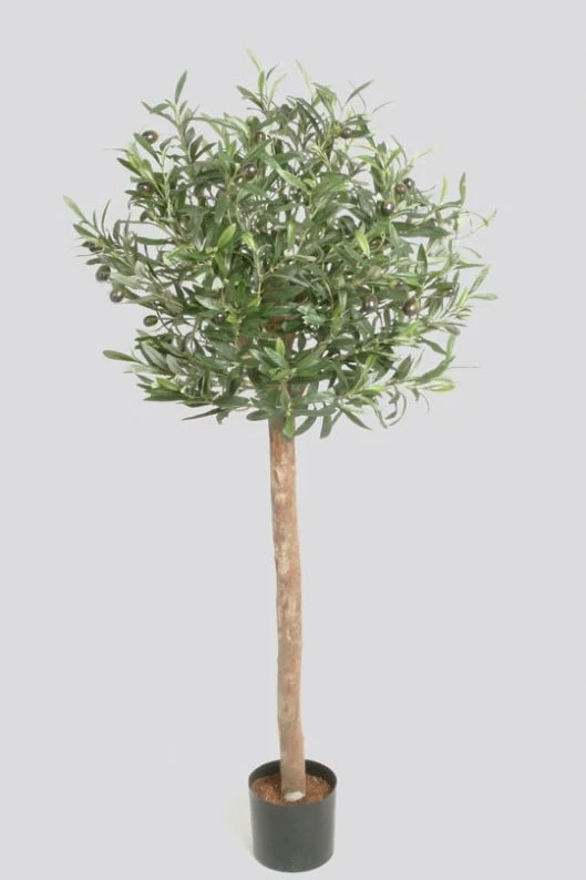 Olive 80