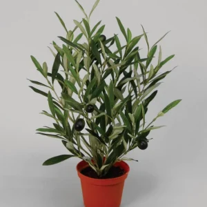 OLIVENTRE - LITEN I POTTE 38cm