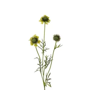 Scabiosa