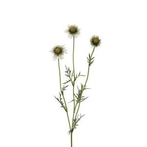 Scabiosa
