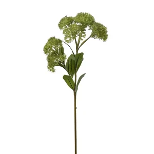 sedum