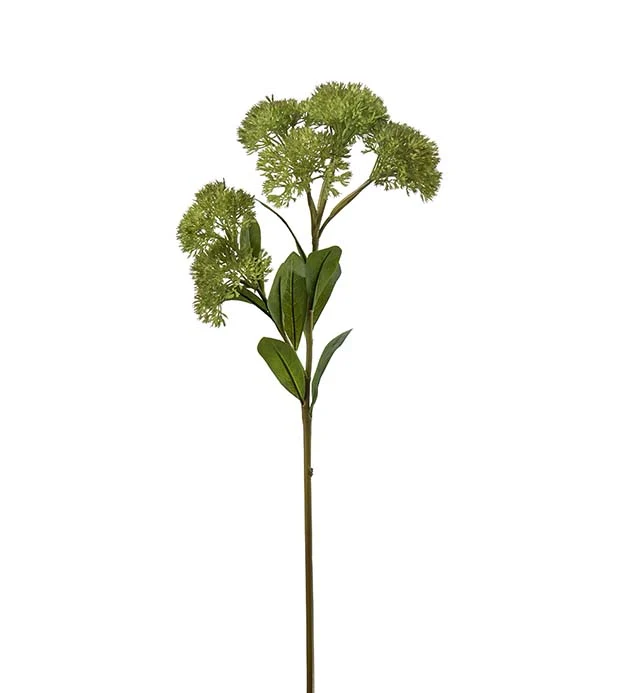 sedum
