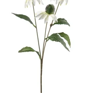 Solhatt blomst